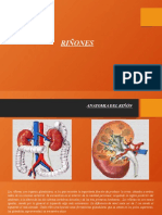 anatomia fisiopatologia y funciones del riñon-mayra.pptx