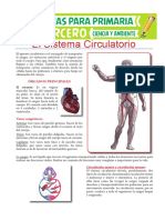 Sistema Circulatorio Viernes 19 PDF