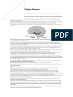 Auto Cura e o Cerebro Humano - PDF Versão 1