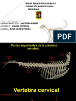 Presentación OSTEOLOGIA