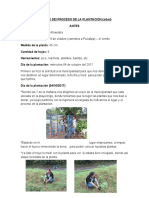 INFORME DEl PROCESO DE LA PLANTACIÓN