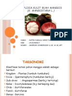 Simplisia Kulit Buah Manggis