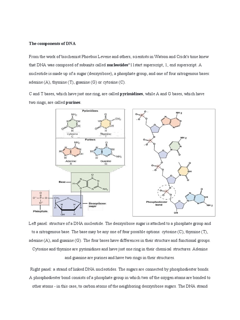 DNA Structure and Function Overview | PDF | Dna | Nucleotides