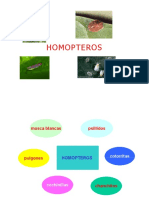 Homopteros Power Point