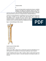 Revisão Teórica Da Fratura Exposta Da Tíbia