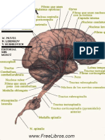 Anatomia Humana Tomo 3 - www.FreeLibros.com.pdf