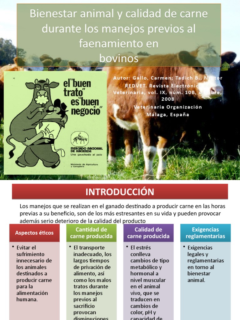 Bienestar animal y calidad de carne en bovinos | PDF | Carne | Fisiología