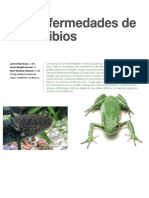 Anfibios