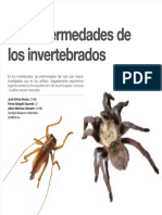 Invertebrados