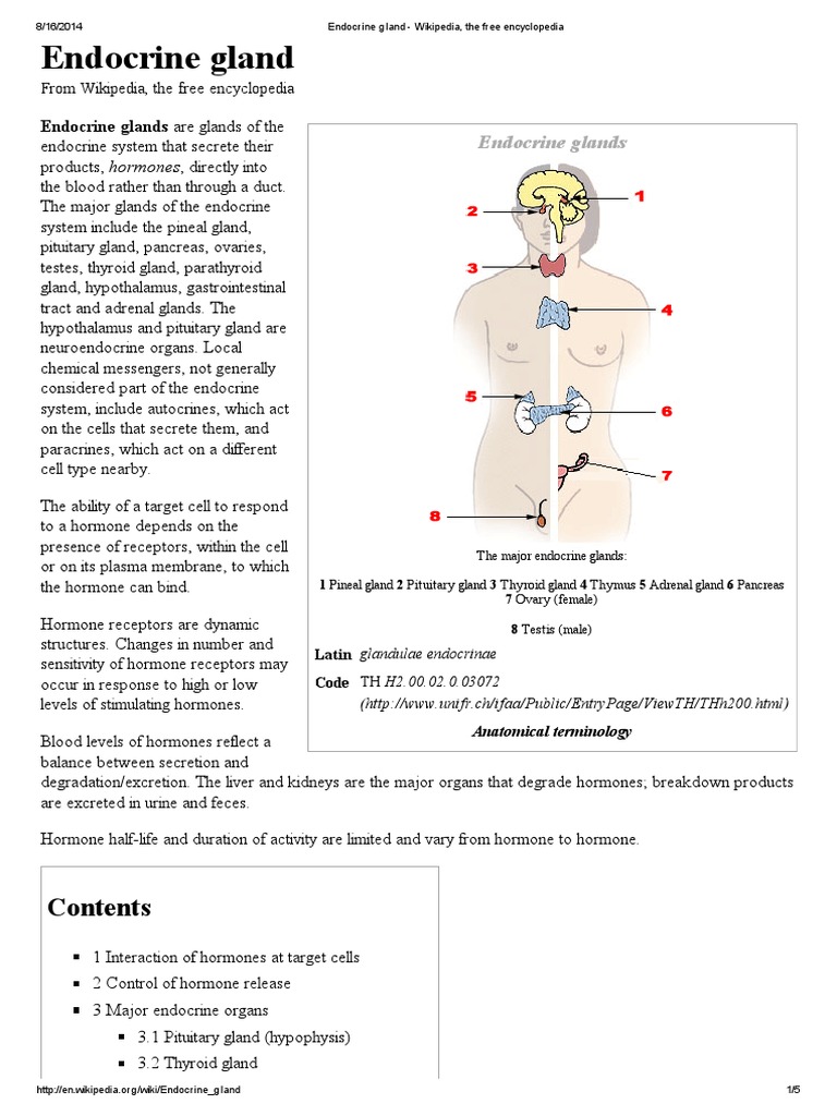 Endocrine Gland Wikipedia, The Free Encyclopedia PDF Endocrine