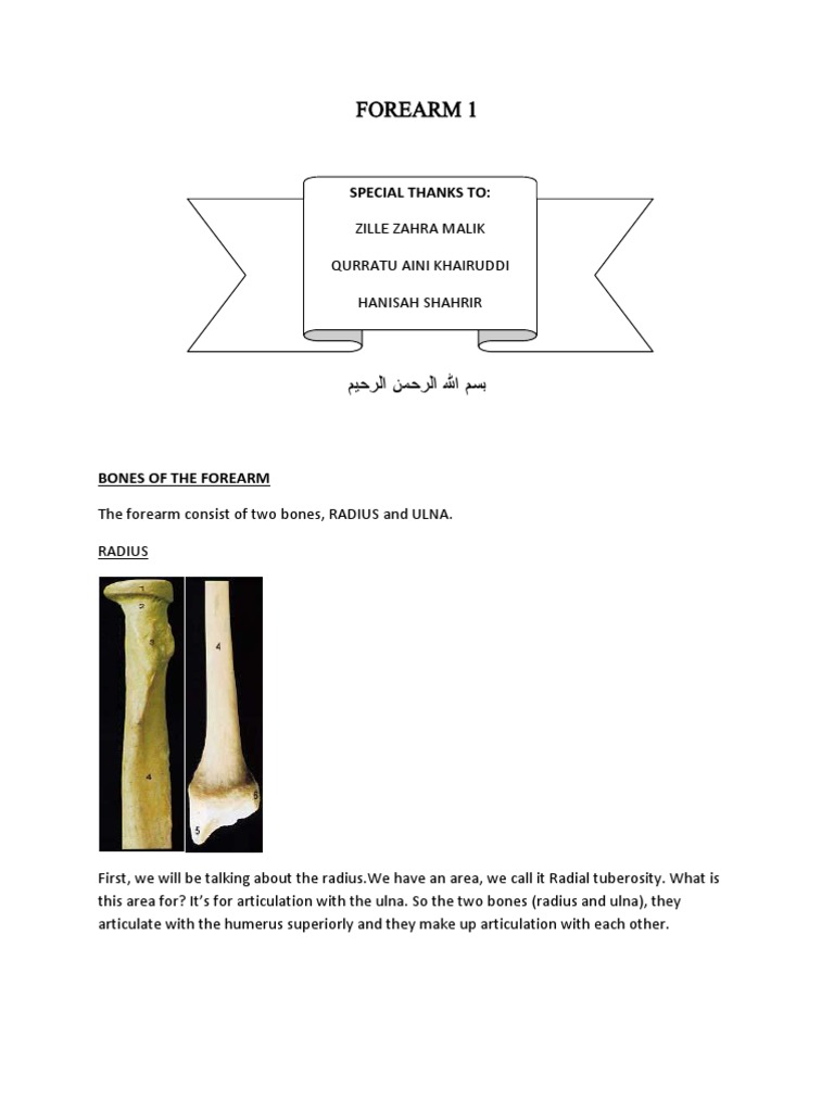 Anatomy and Fractures of the Forearm | PDF | Elbow | Arm