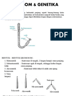Kromosom & Genetika