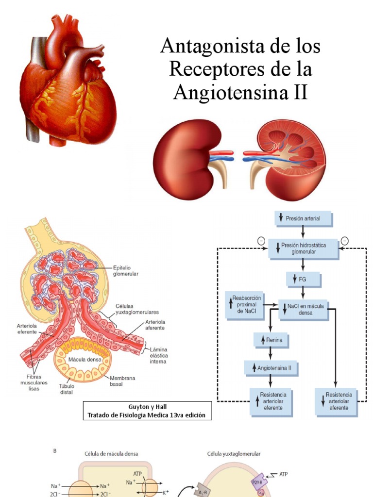 Antagonista de Los Receptores de La Angiotensina II PDF