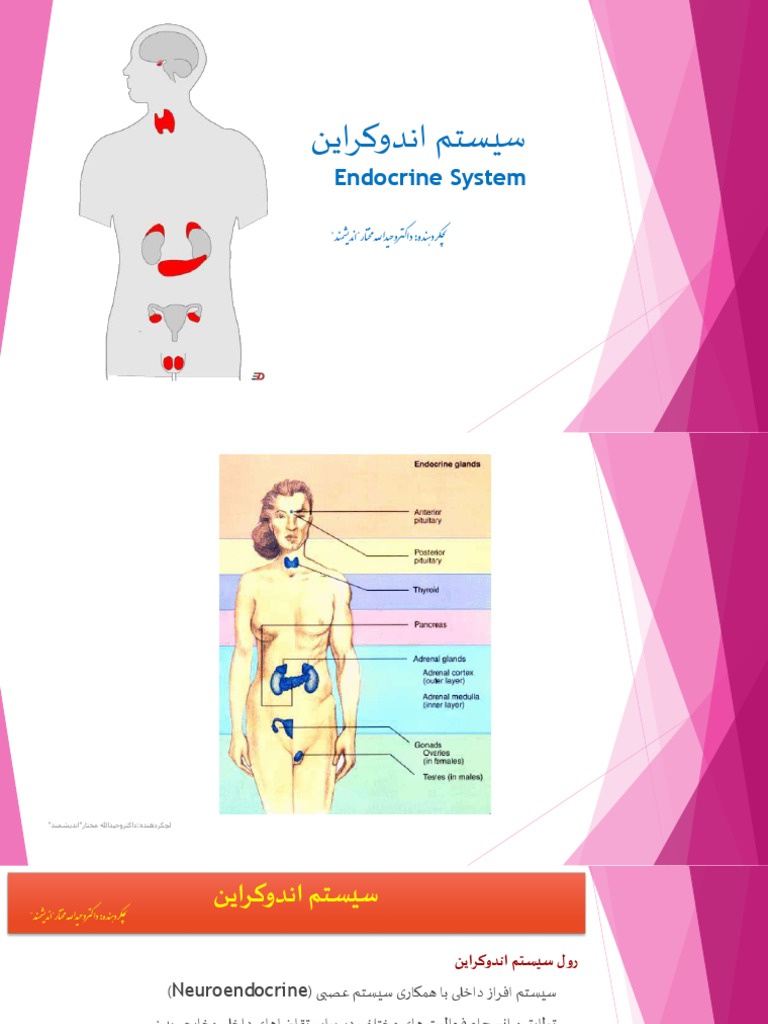 PDF Endocrine System | PDF