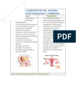 Cuadro Comparativo Del Sistema Reproductor Masculino y Famenino