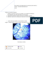 Informe Microscopía #2