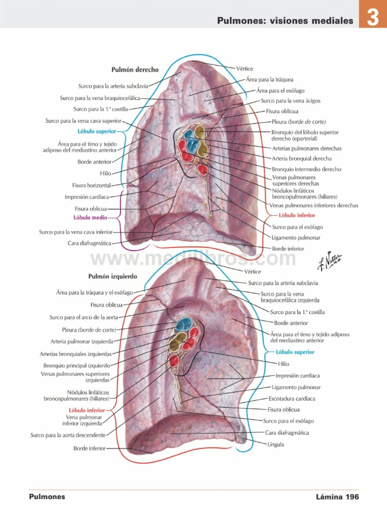Atlas Cara Medial de Ambos Pulmones | PDF | Pulmón | Vena, image size:768x1024