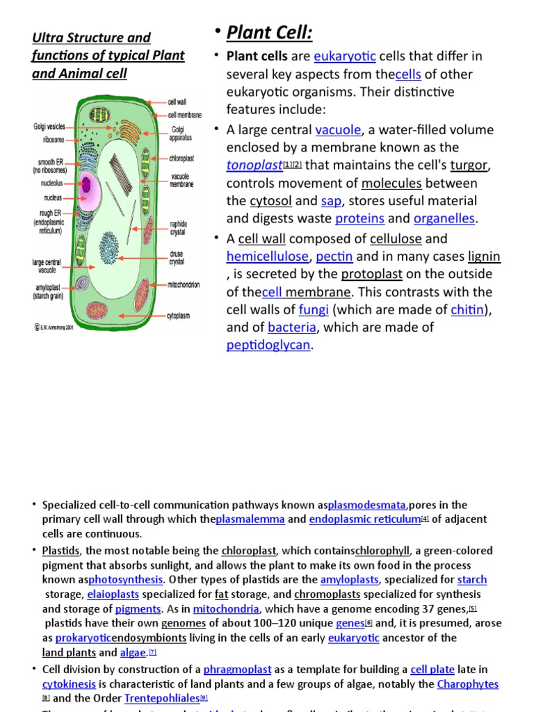 Plant Cell:: Ultra Structure and Functions of Typical Plant and Animal ...