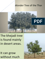 Khejadi: A Wonder Tree of The Thar