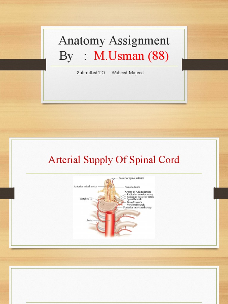 Arterial Supply of the Spinal Cord | PDF