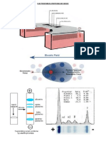 Electroforeza Proteinelor Serice