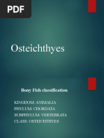 Osteichthyes