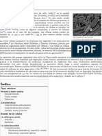 Célula - Wikipedia, La Enciclopedia Libre PDF