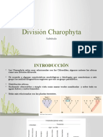 12 Va Clase División Charophyta
