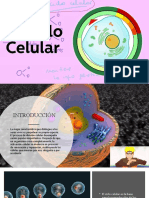 Ciclo Celular