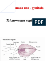 Curs 2-2 Trichomonas