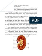 Materi Anatomi Dan Patofiolosi Ginjal Xi Ipa