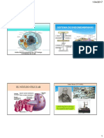 Clase Sistema de Endomembranas