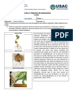 Raíz de plantas: estructura y funciones