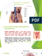 Anfis Perkemihan