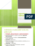 10 Sejtadhézió - Sejtkapcsolatok PDF