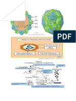 Piliovirus