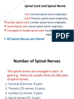 Division of Spinal Cord