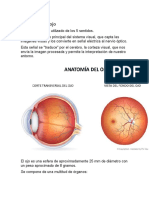 Anatomía Del Ojo