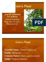 The Guava Plant The Guava Plant: Prof. Dr. Mohamed Prof. Dr. Mohamed S.S. El S.S. El - Boray Boray