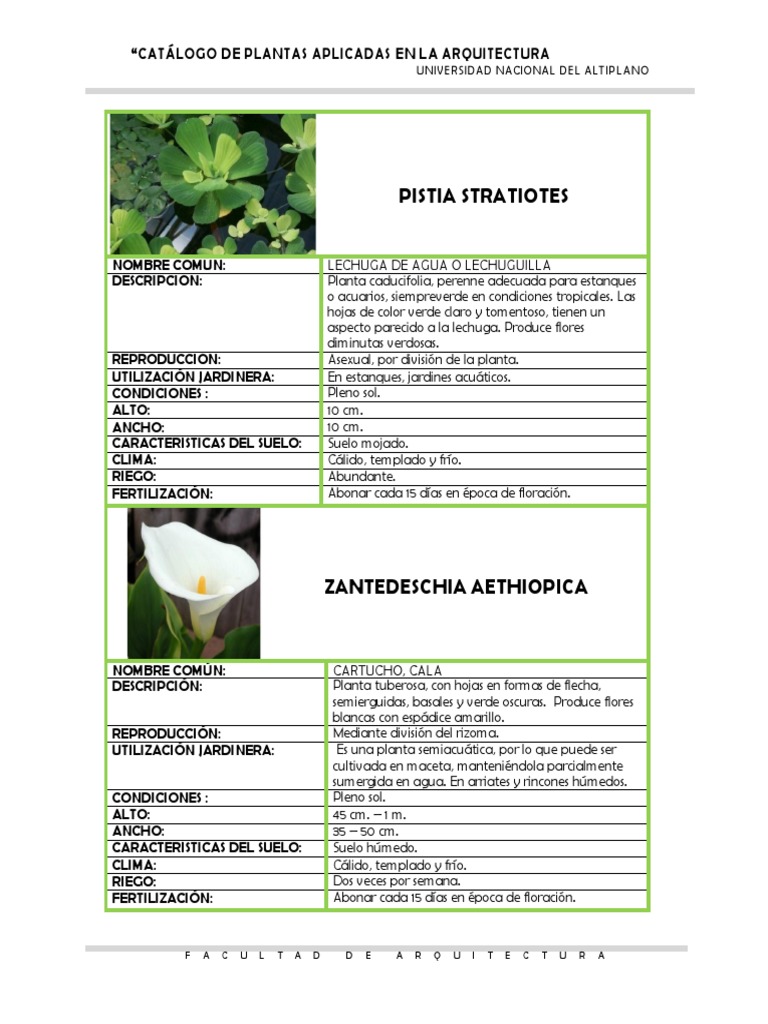 Catálogo de Plantas Casi | PDF | Lilium | Botánica