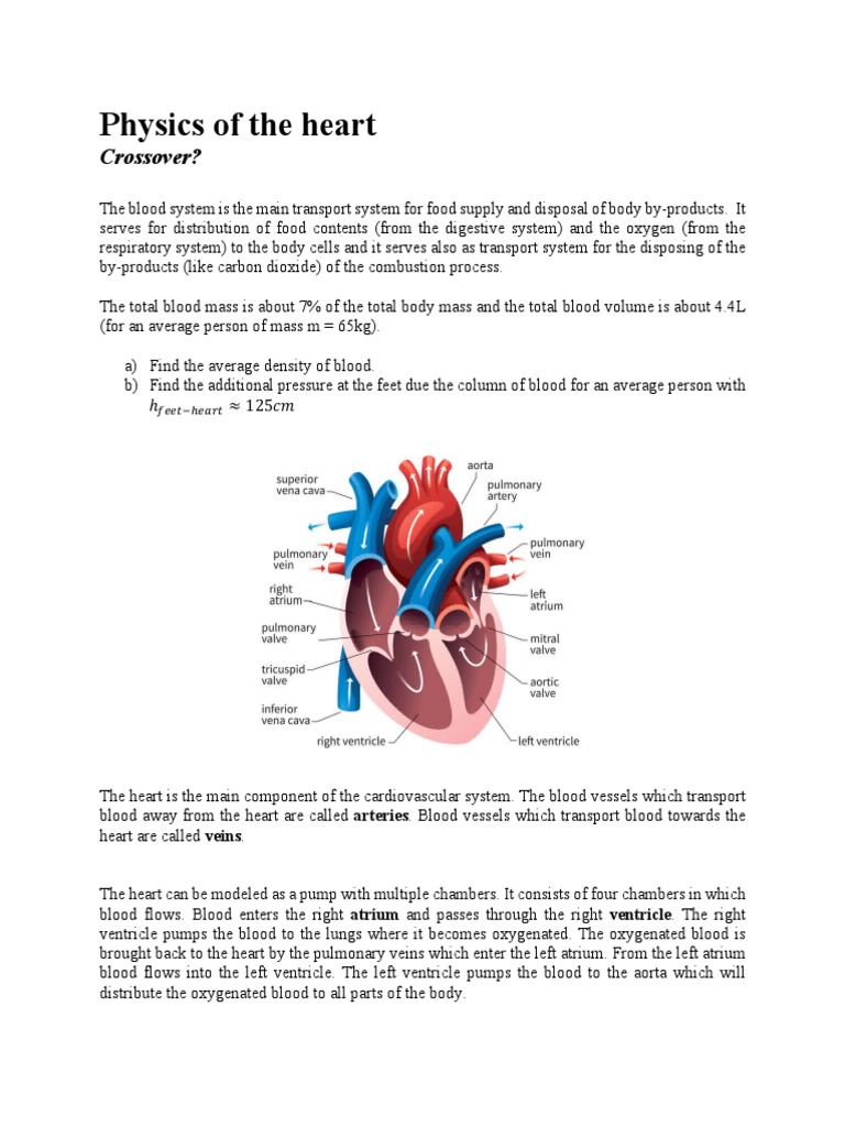 Heart Physics: Blood Flow Dynamics | PDF | Heart Valve | Ventricle (Heart)