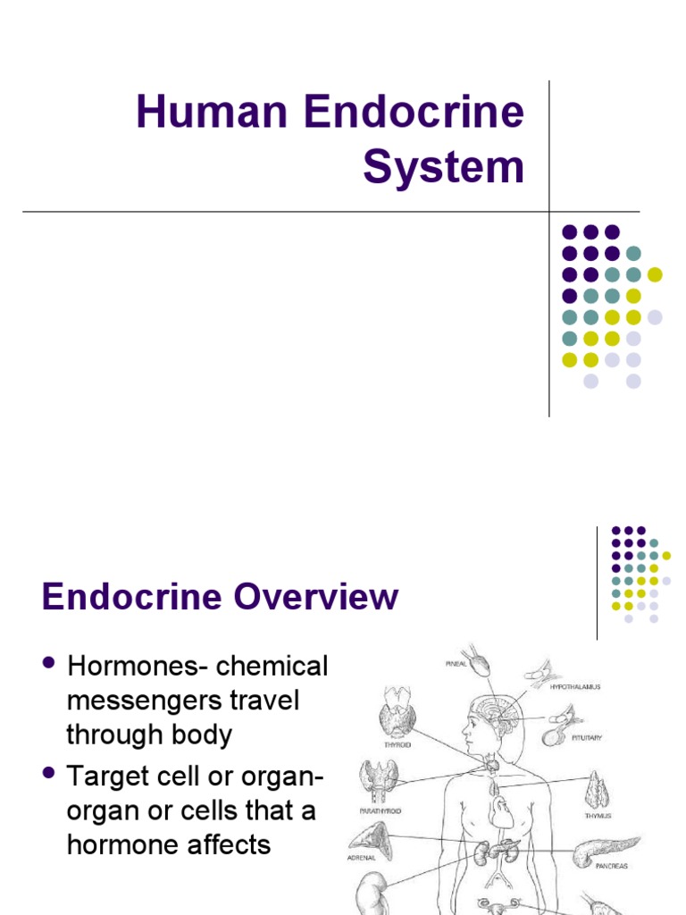 Human Endocrine System Guide | PDF | Wellness | Science & Mathematics