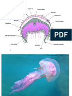 zoologia trabajo 1