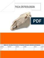 Practica Osteología Del Craneo