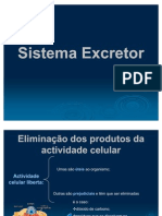 121 Sistemaexcretor