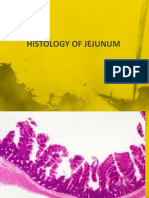Histology of Jejunum