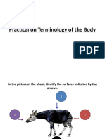 Practical On Terminology of The Body