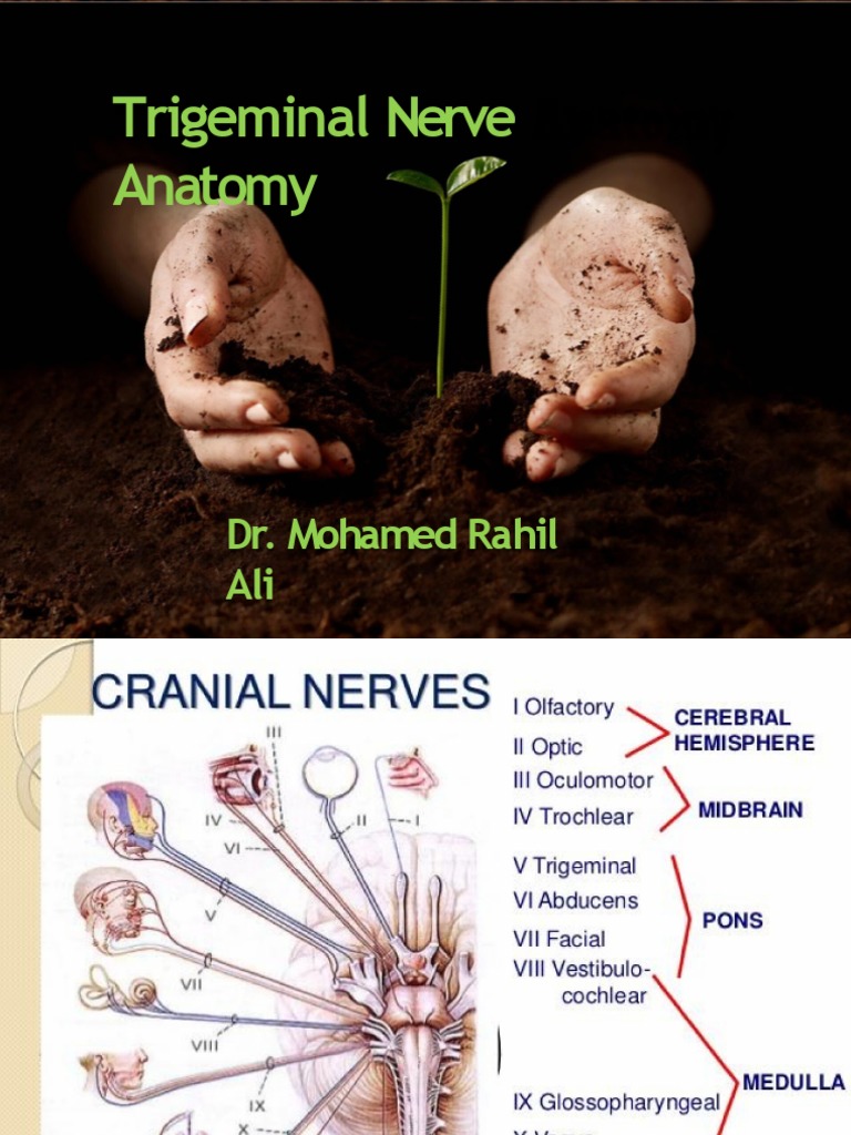 Trigeminal Nerve Anatomy | PDF | Human Nose | Animal Anatomy