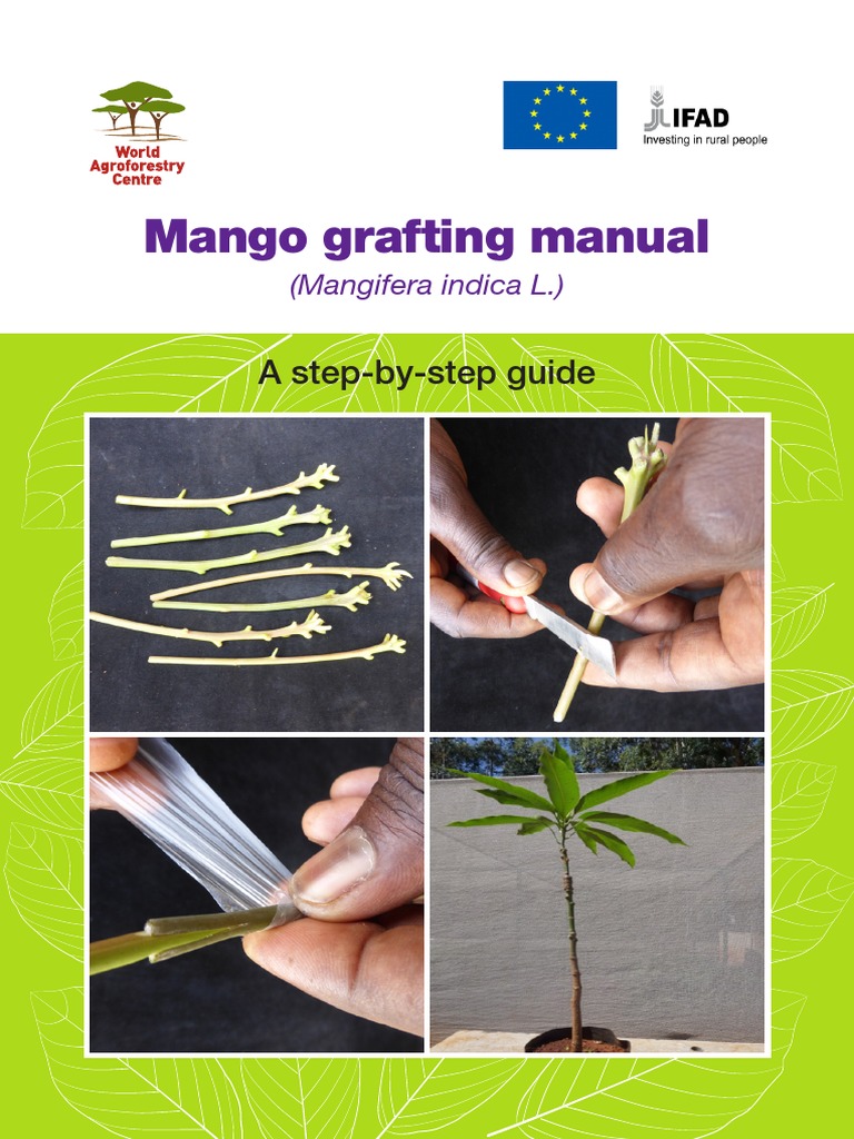 Mango Grafting Manual: A Step-By-Step Guide | PDF | Grafting | Trees