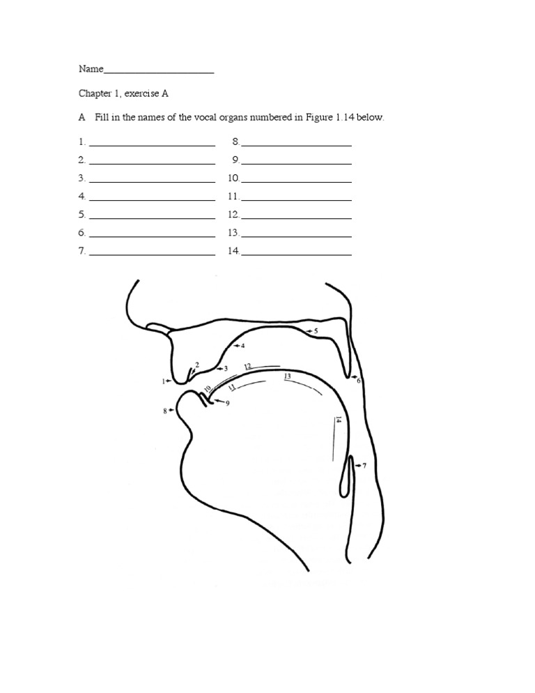 Vocal Organs Identification Exercise | PDF